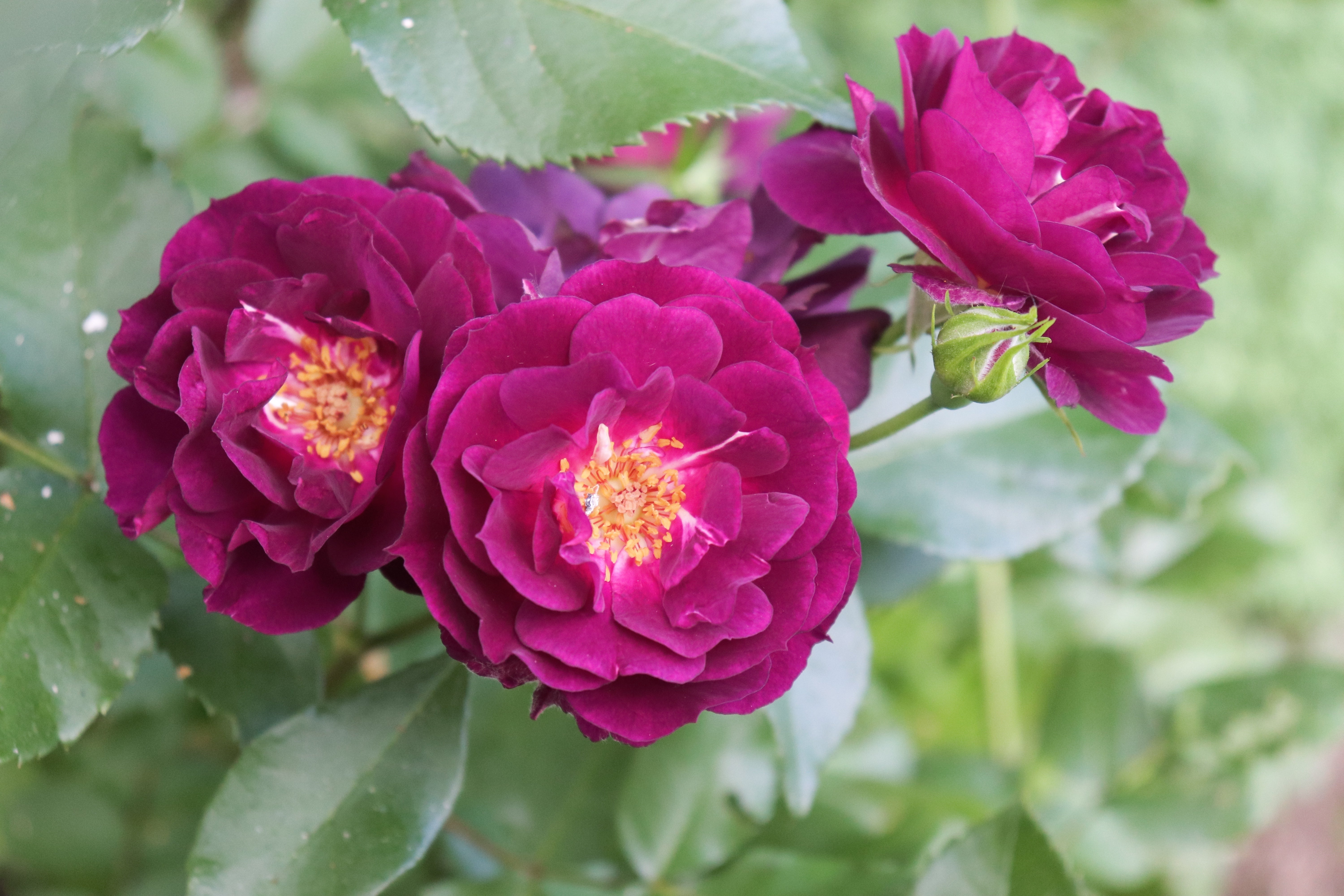 Rosa MIDNIGHT BLUE®