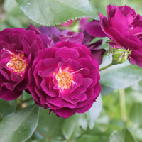 Rosa MIDNIGHT BLUE®
