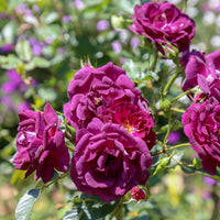 Rosa MIDNIGHT BLUE®