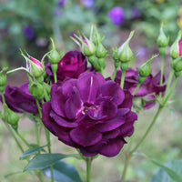 Rosa MIDNIGHT BLUE®