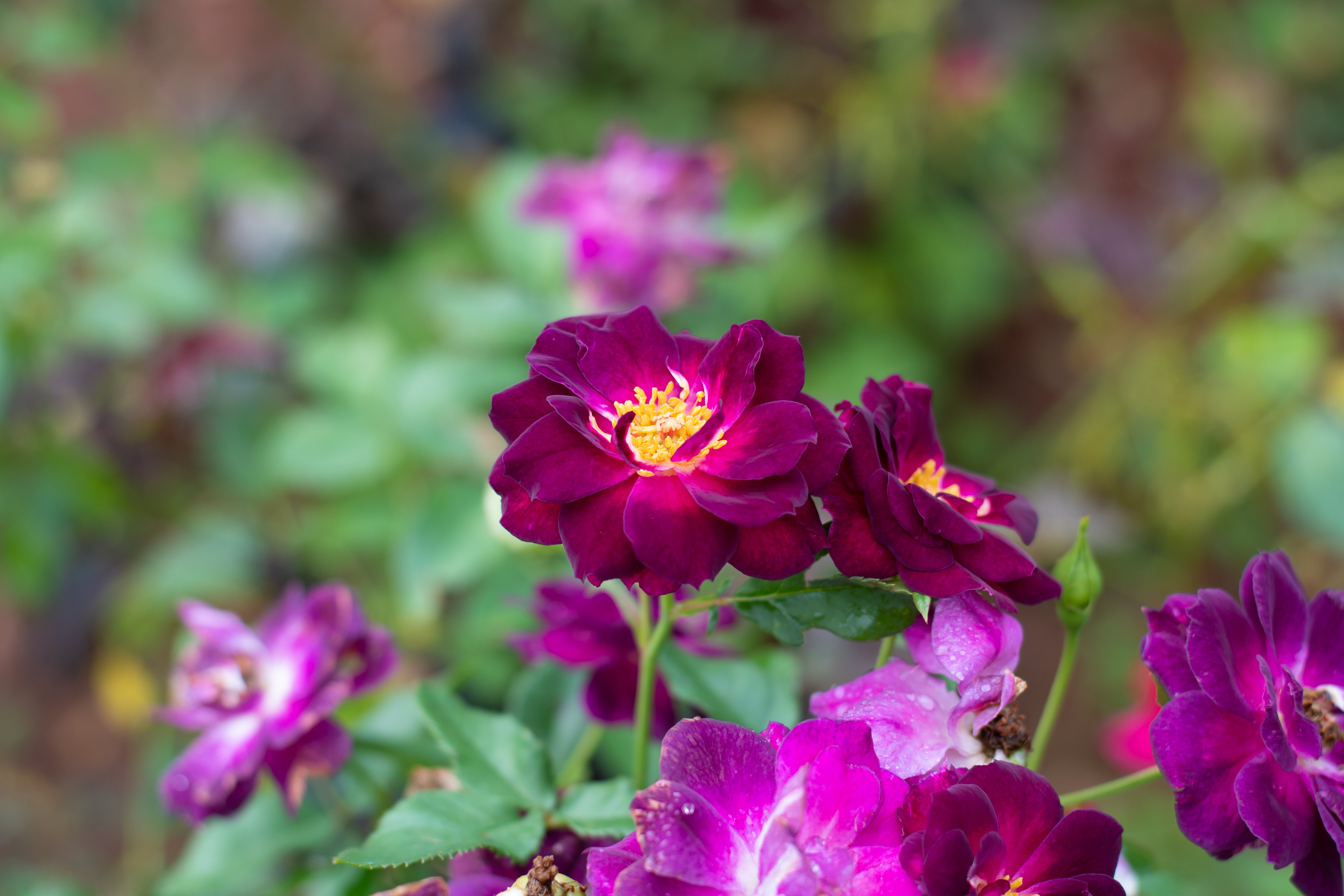 Rosa MIDNIGHT BLUE®