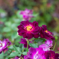 Rosa MIDNIGHT BLUE®