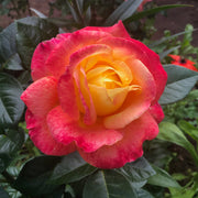 Rosa MIDSUMMER