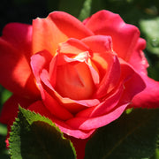 Rosa MIDSUMMER