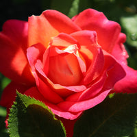Rosa MIDSUMMER