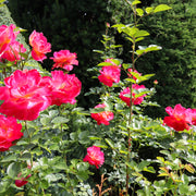 Rosa MIDSUMMER