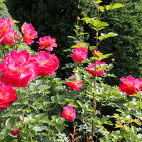 Rosa MIDSUMMER