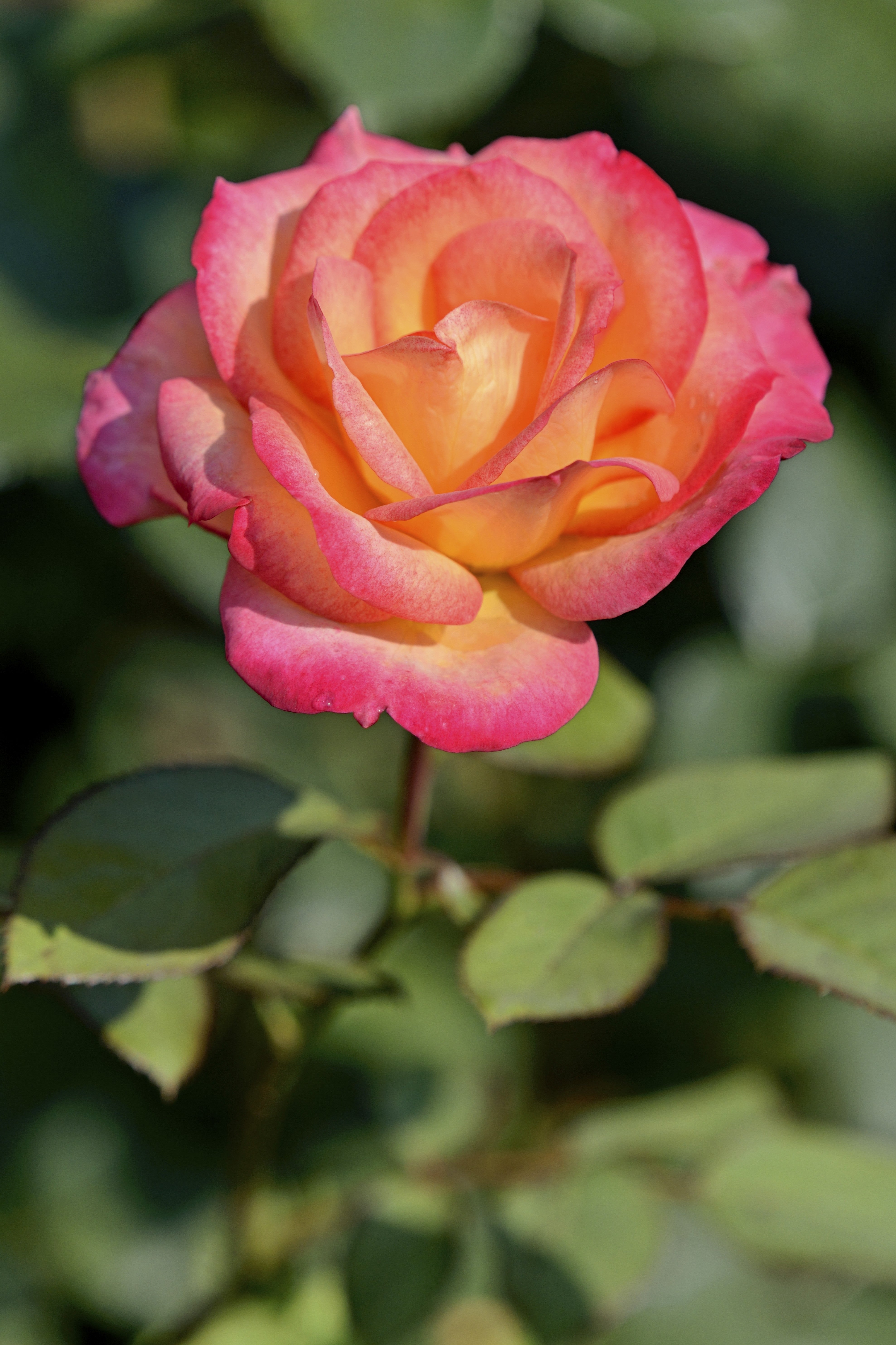 Rosa MIDSUMMER