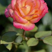 Rosa MIDSUMMER