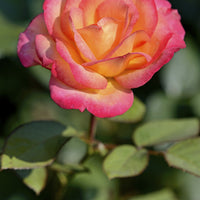 Rosa MIDSUMMER