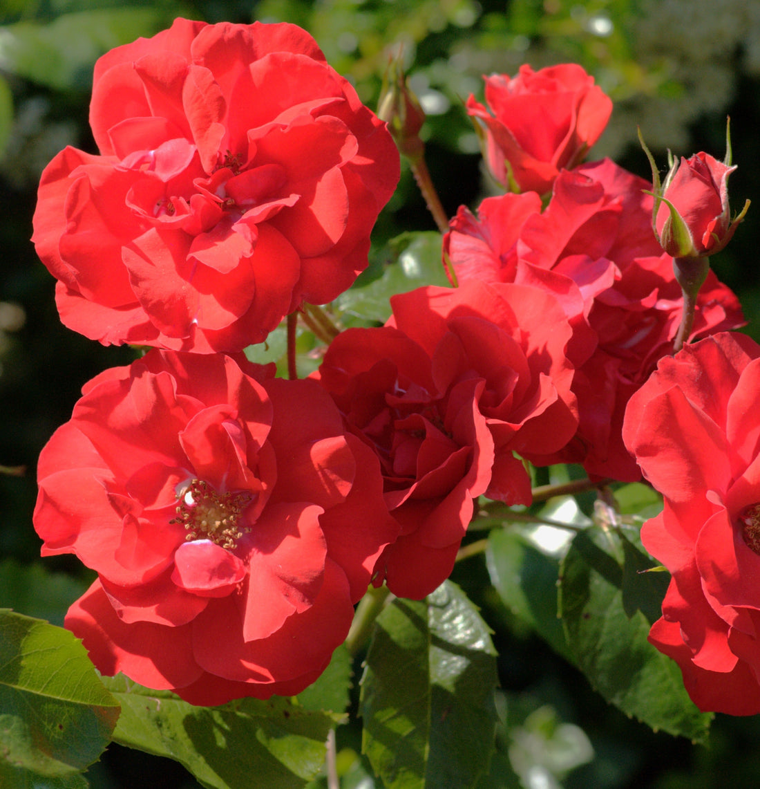 Rosa Molde