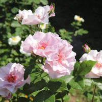 Rosa ODYSSEY