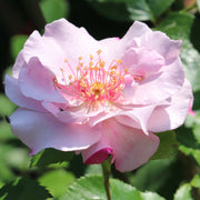 Rosa ODYSSEY