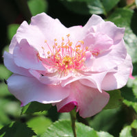 Rosa ODYSSEY