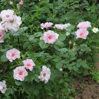 Rosa ODYSSEY