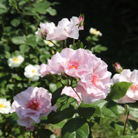 Rosa ODYSSEY