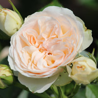 Rosa PASTELLA