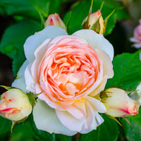 Rosa PASTELLA