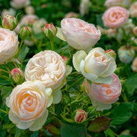 Rosa PASTELLA