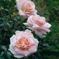 Rosa KALMAR
