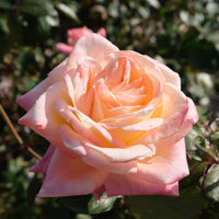Rosa KALMAR