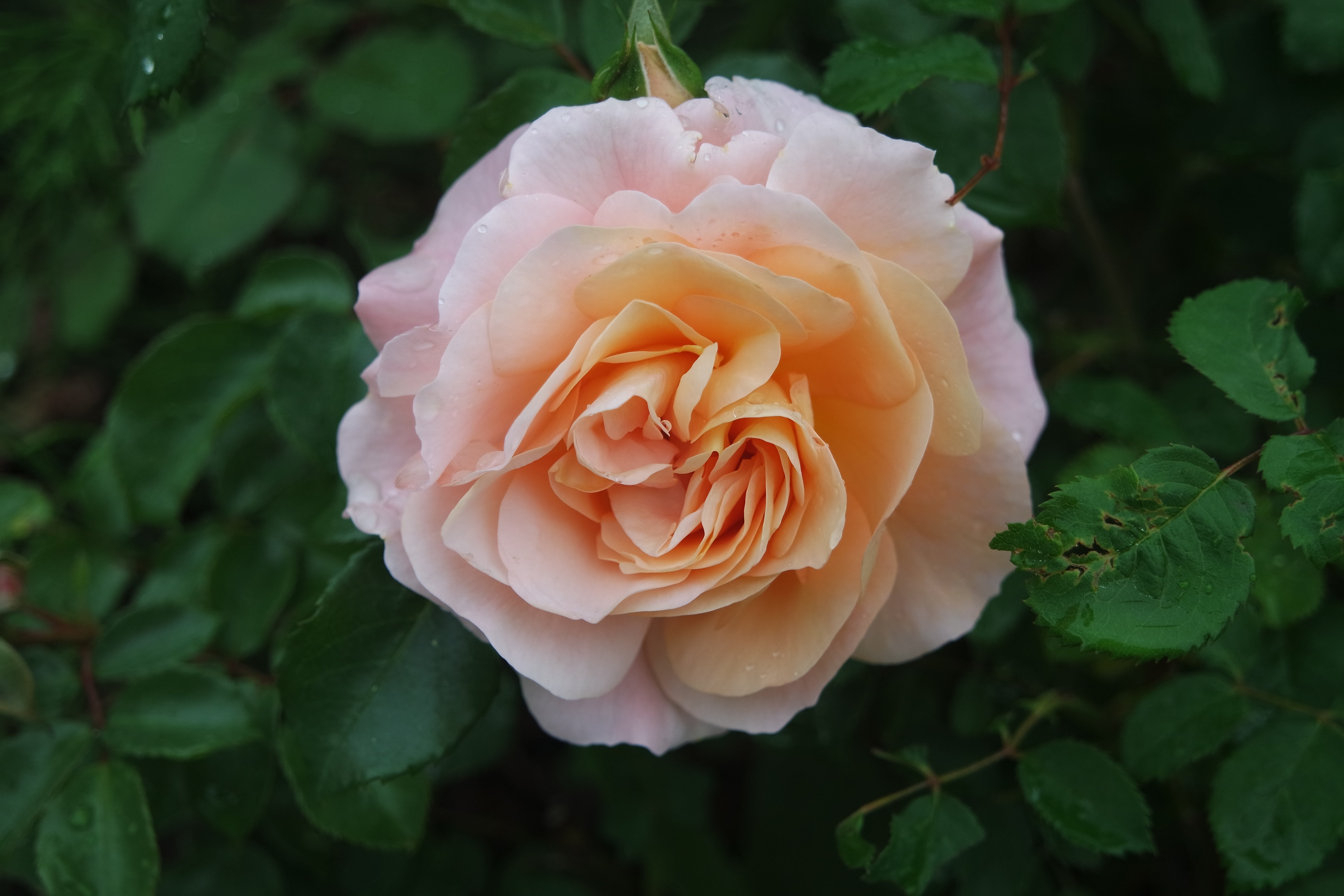 Rosa KALMAR