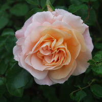 Rosa KALMAR