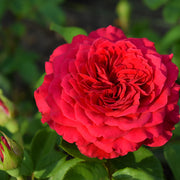 Rosa PIANO