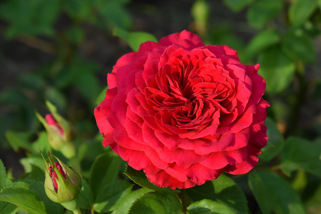 Rosa PIANO