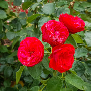 Rosa PIANO