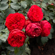 Rosa PIANO