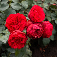Rosa PIANO