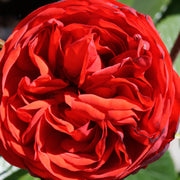 Rosa PIANO