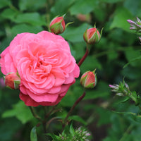 Rosa SCHACKENBORG