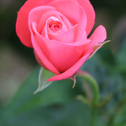 Rosa SCHACKENBORG