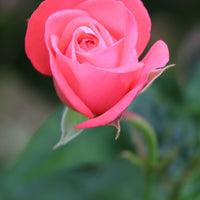 Rosa SCHACKENBORG
