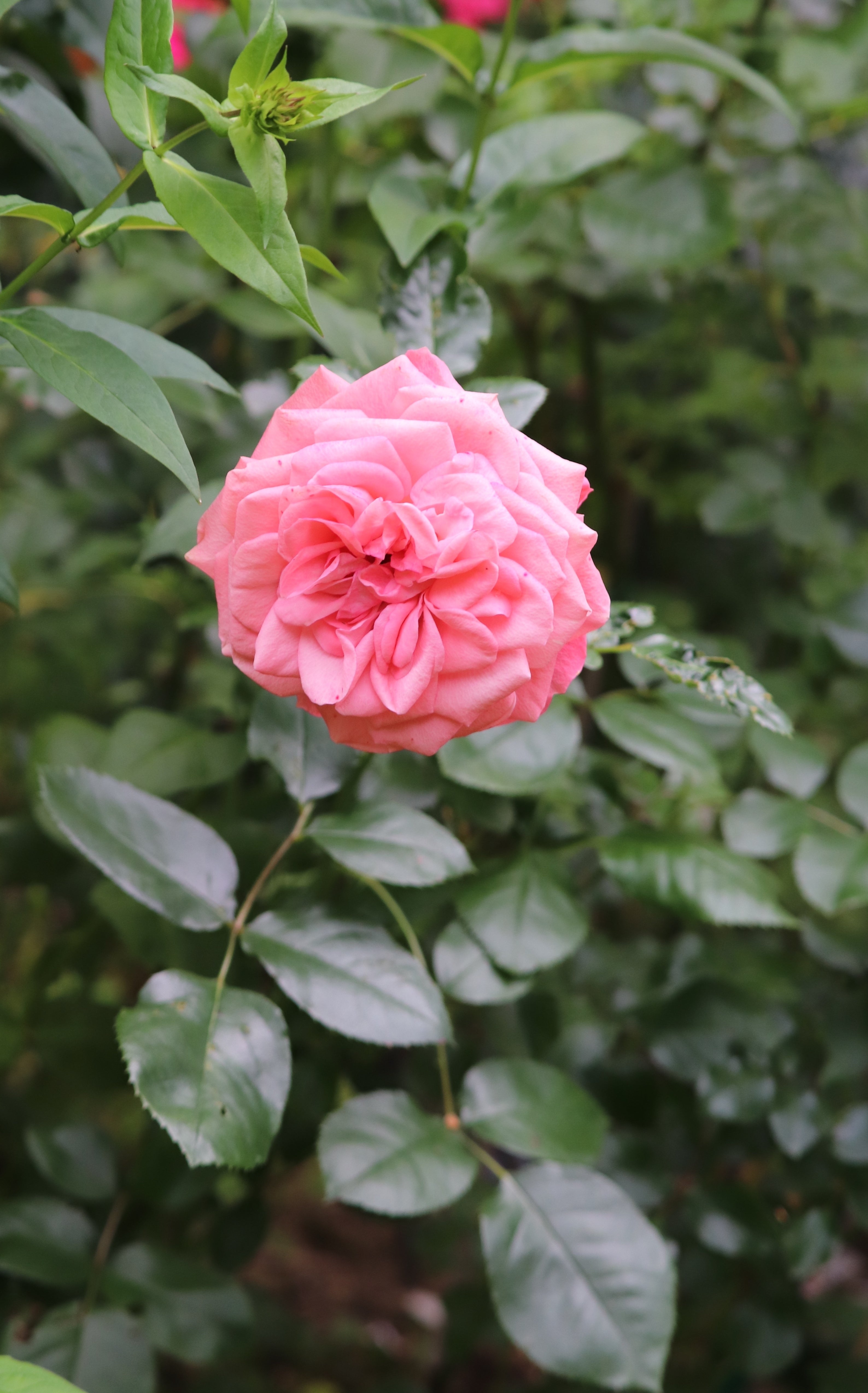 Rosa SCHACKENBORG