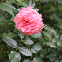 Rosa SCHACKENBORG