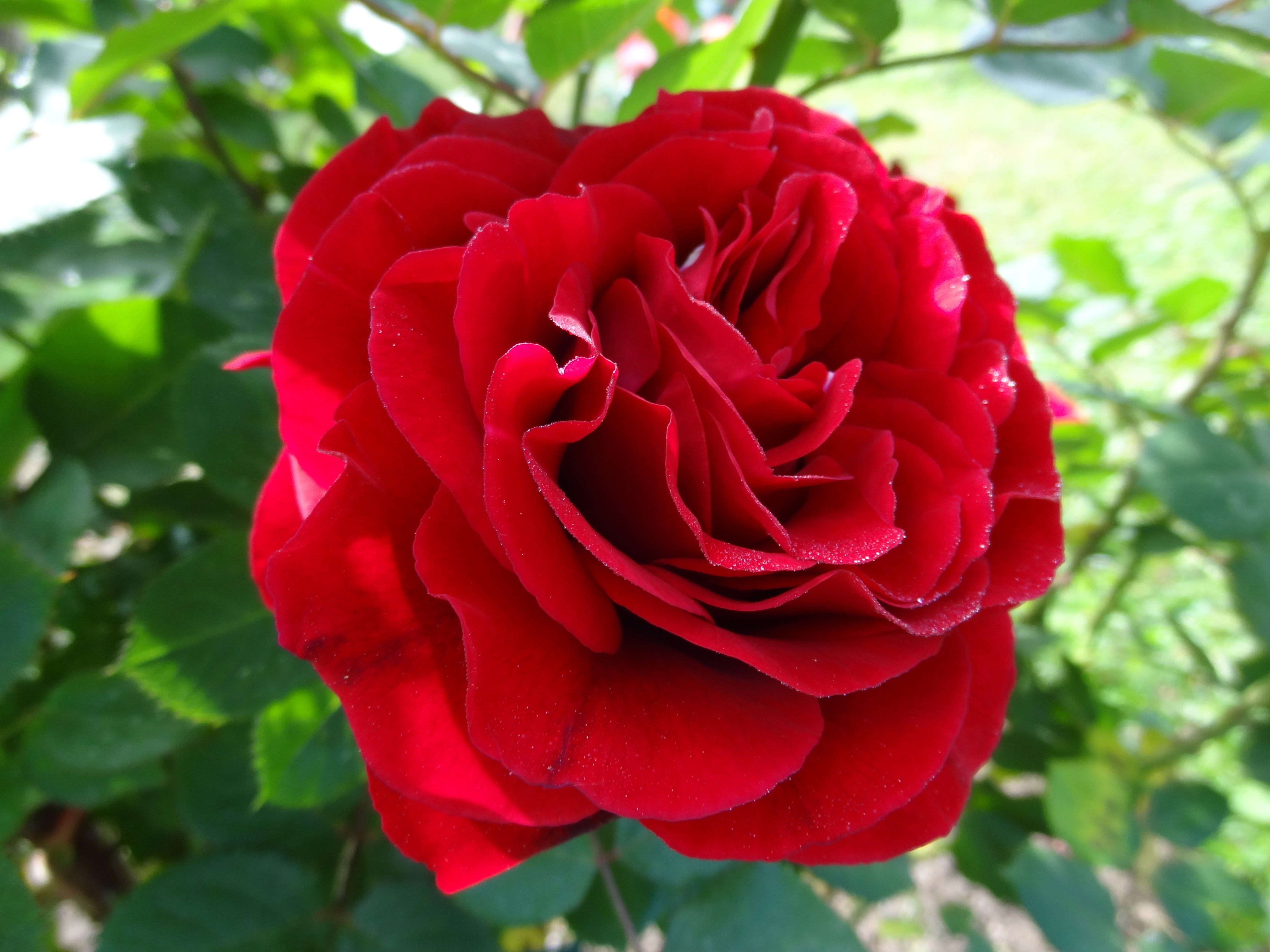 Rosa KRONBORG