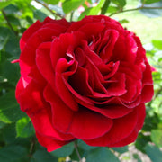 Rosa KRONBORG