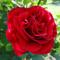 Rosa KRONBORG