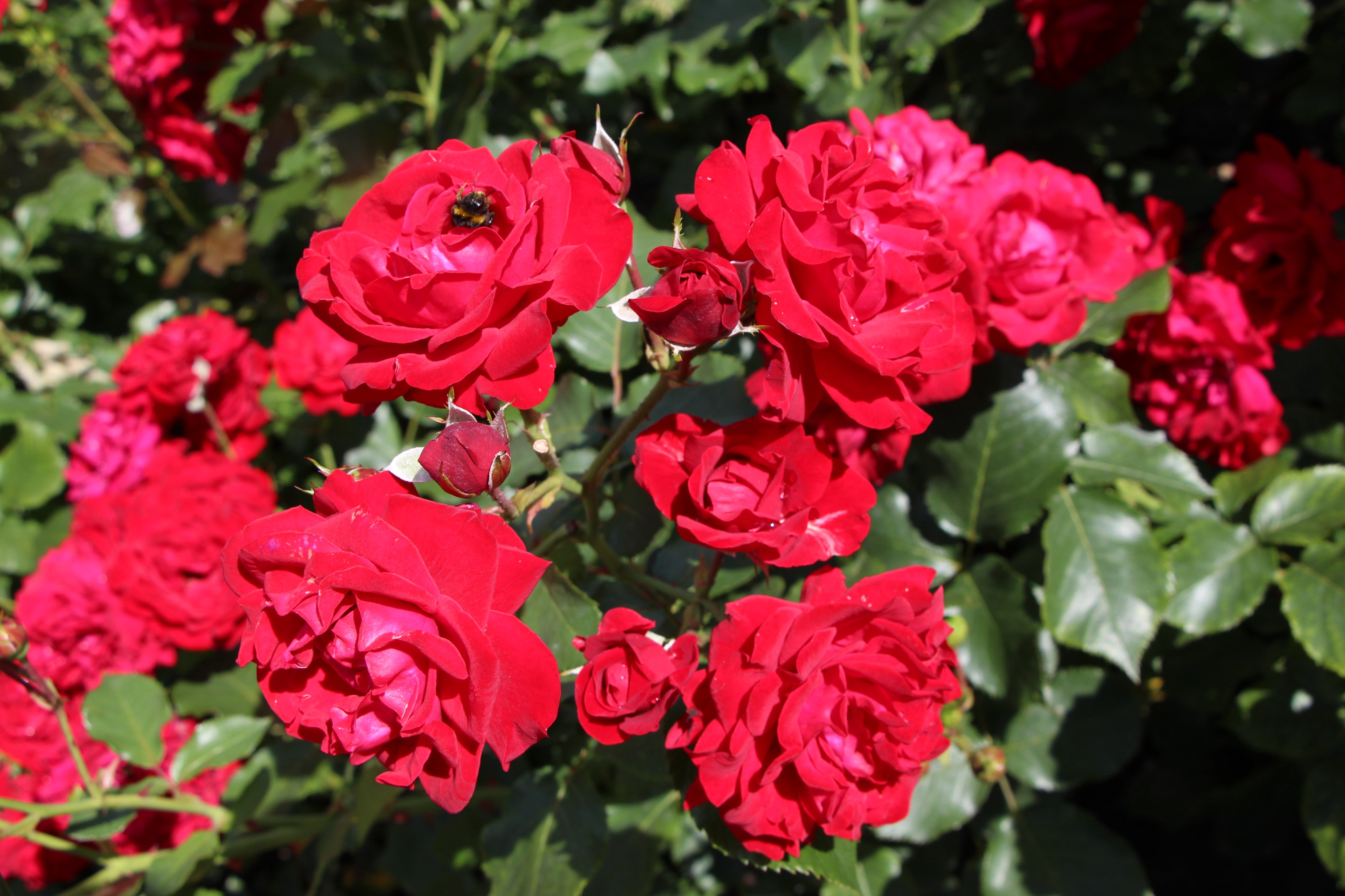 Rosa KRONBORG