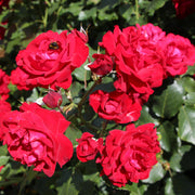 Rosa KRONBORG