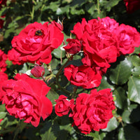 Rosa KRONBORG