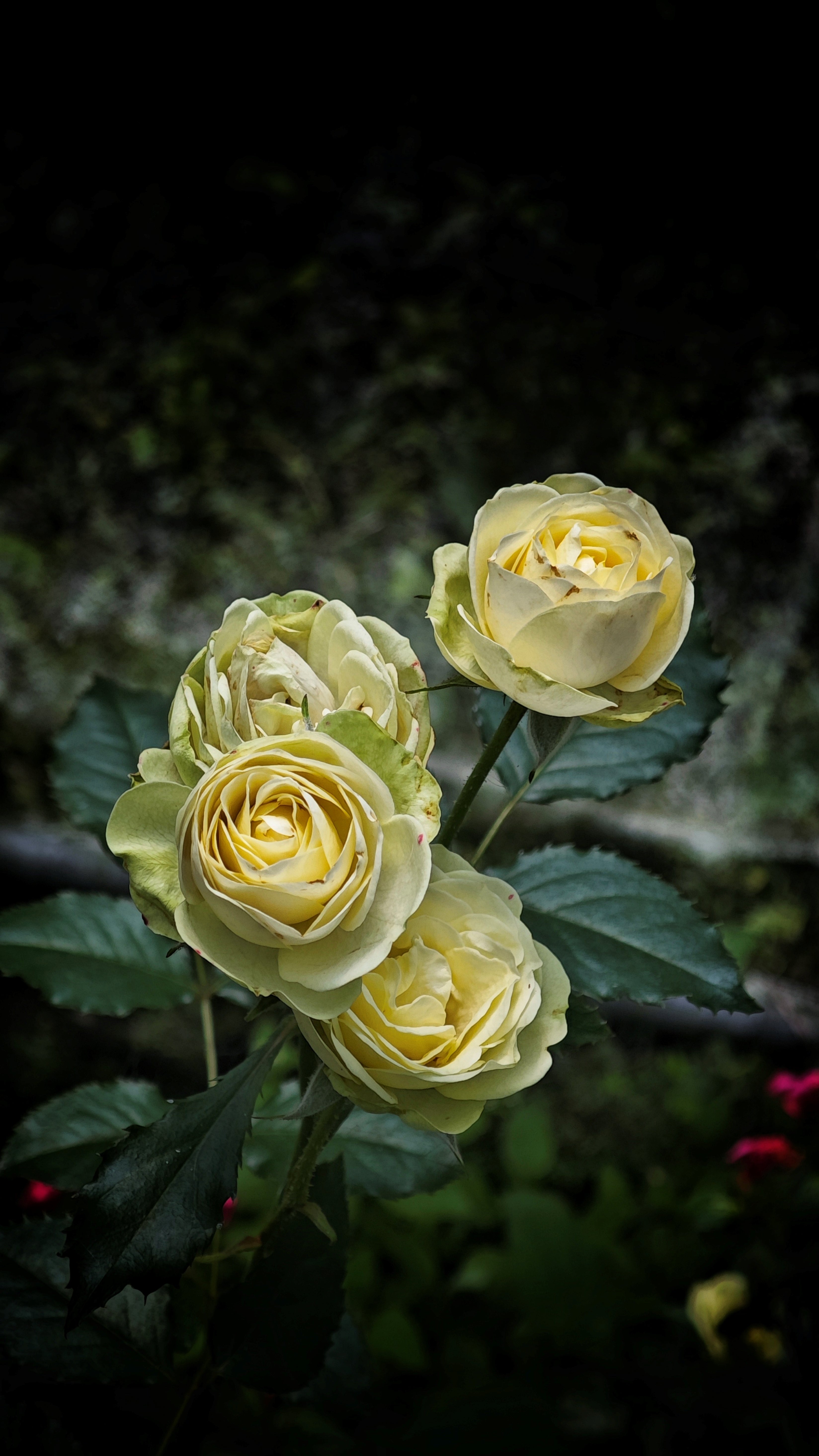 Rosa WEDDING PIANO