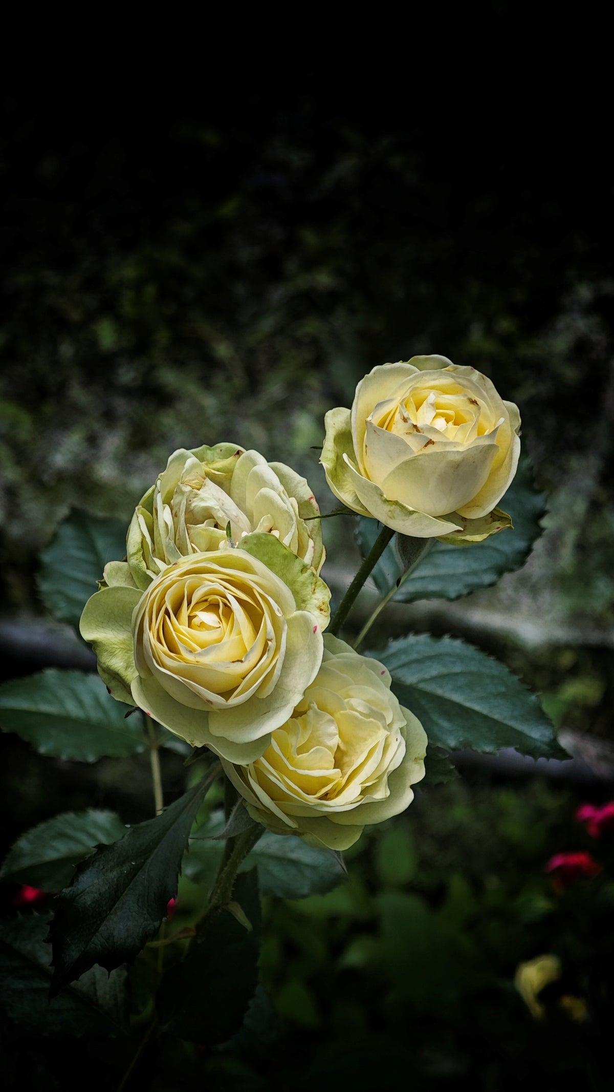 Rosa WEDDING PIANO