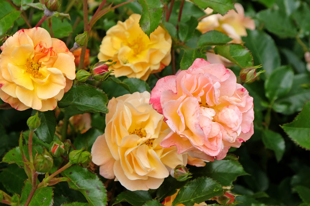 Rosa AMBER COVER®
