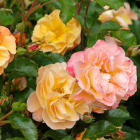 Rosa AMBER COVER®