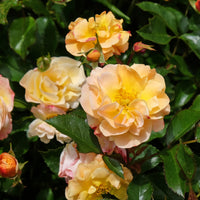 Rosa AMBER COVER®