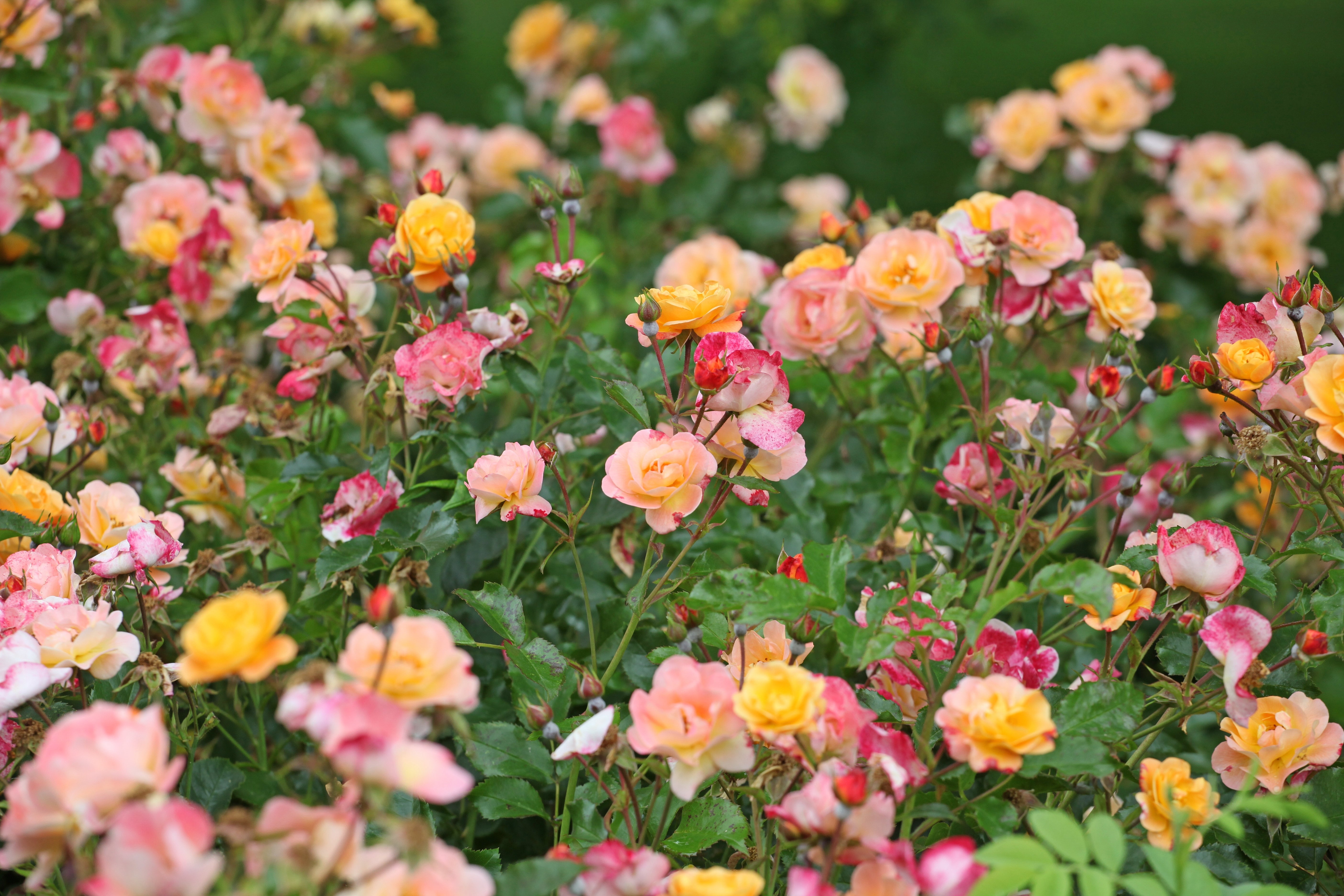 Rosa AMBER COVER®